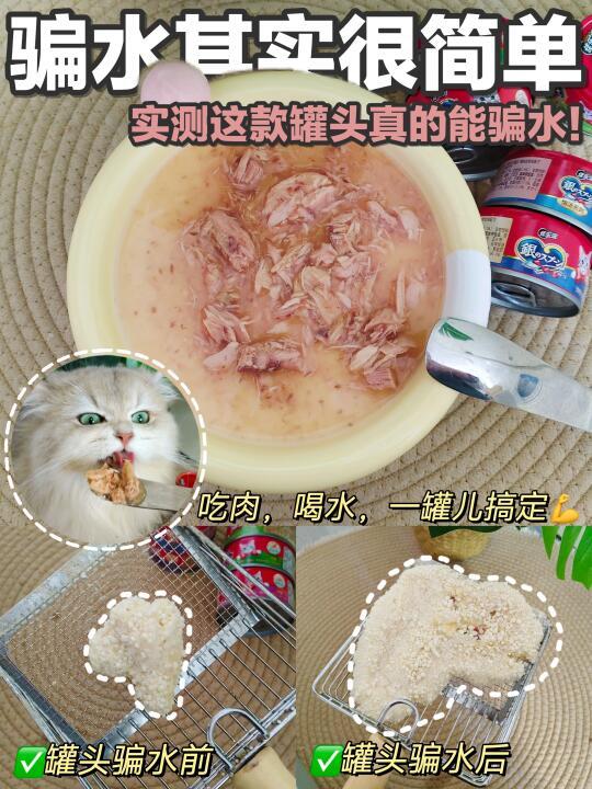 猫咪不爱喝水？实测这款罐头真的能骗水！