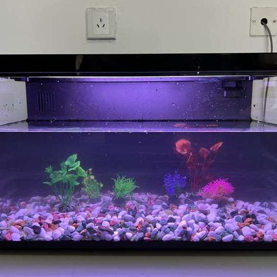 当贝智能鱼缸1Ultra入手实测分享，开启智能养鱼新时代！