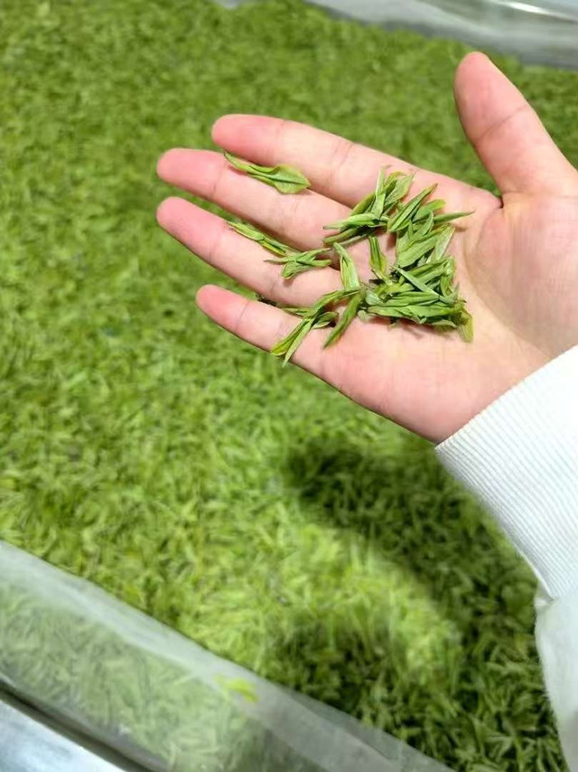 2025安吉白茶新茶鉴赏：明前白叶一号，鲜嫩之韵与自然馈赠