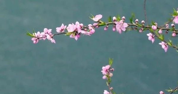 怡丽丝尔优悦活颜柔滑弹润水替换装：成分解析与正品选购指南