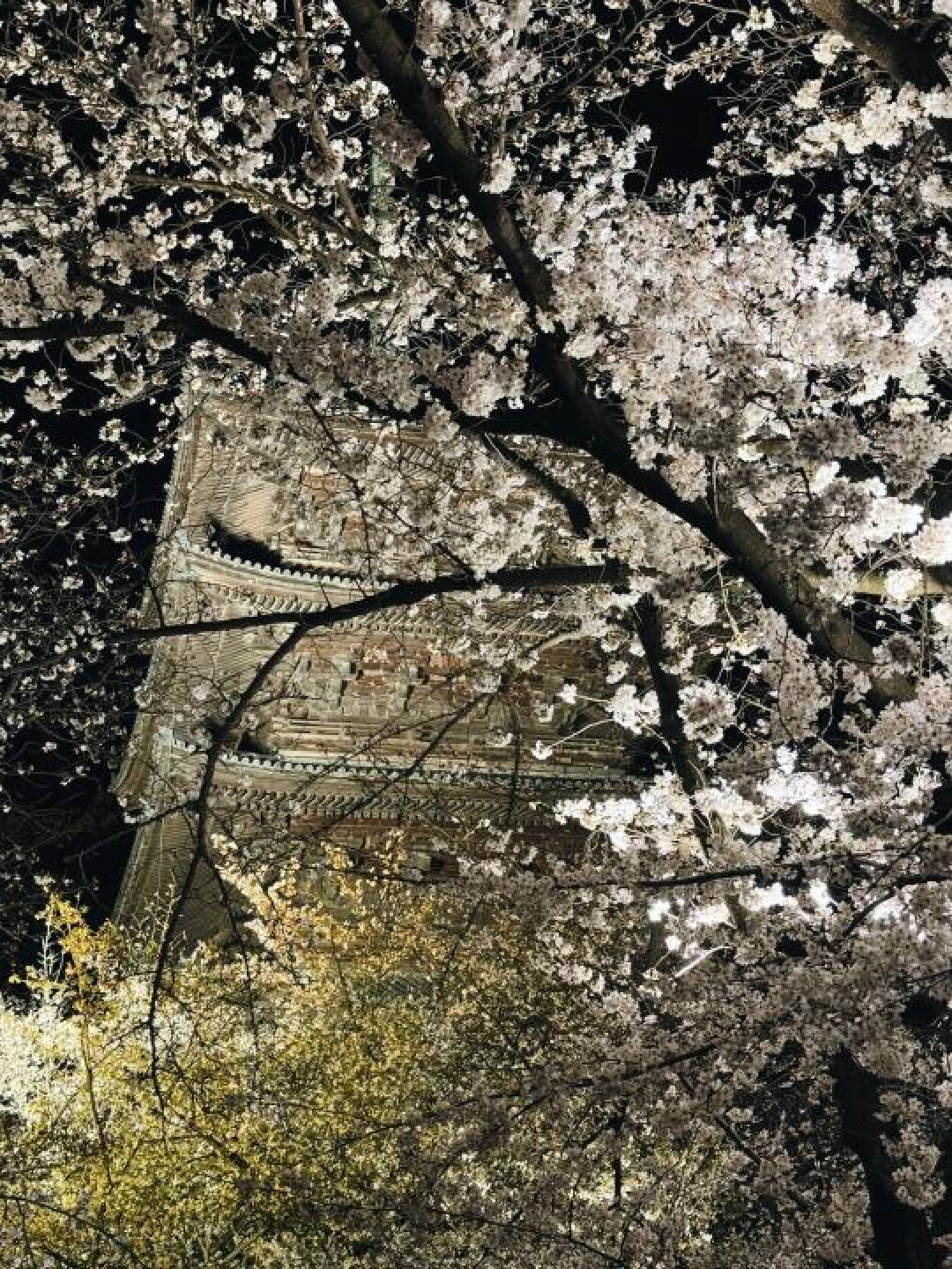 醍醐寺夜樱与千年佛塔共舞：京都垂樱的时空物语