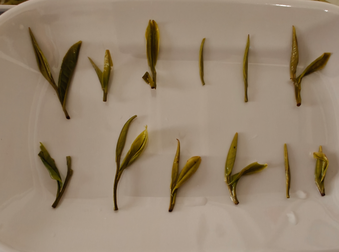 极白白茶