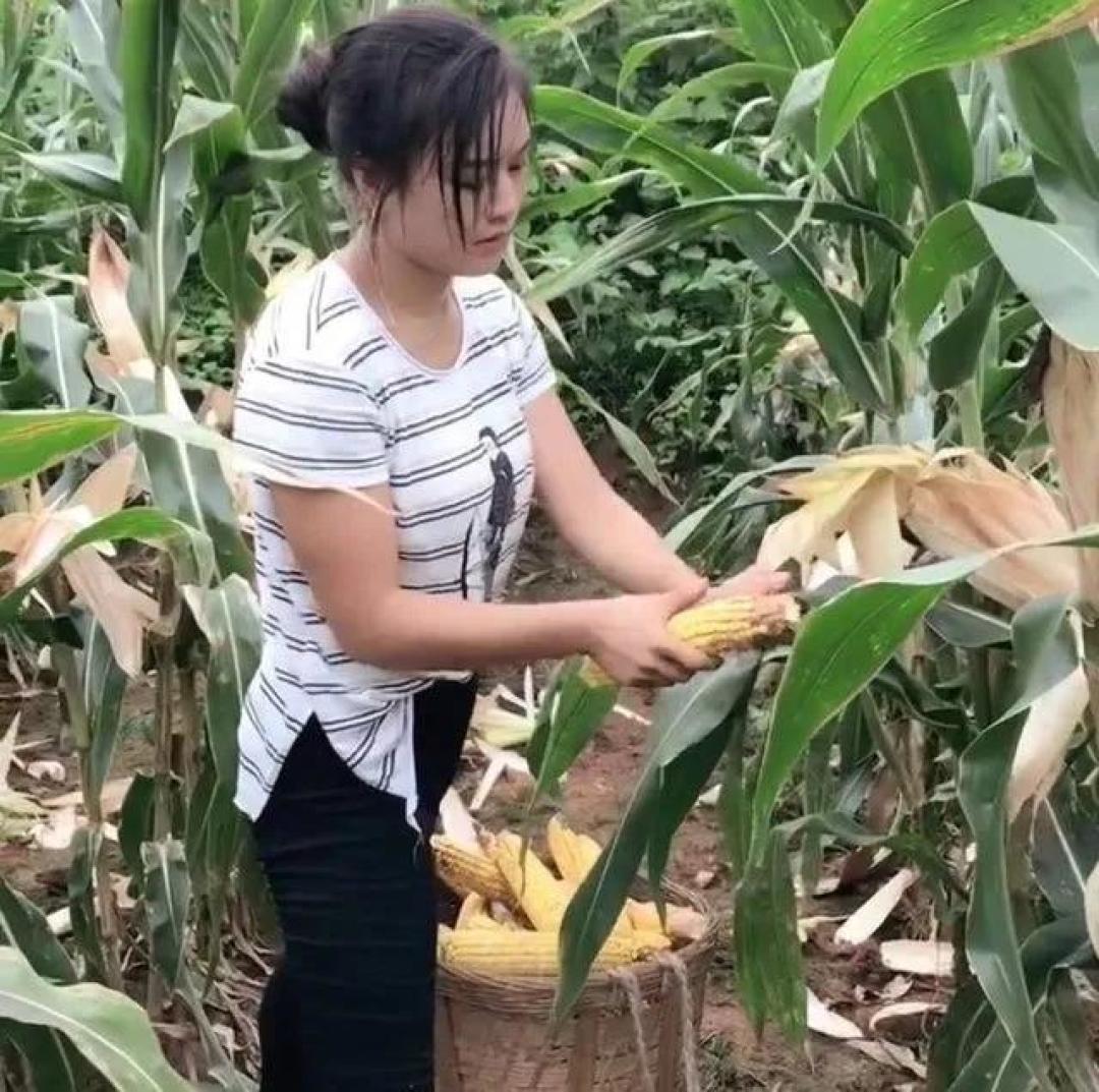 从都市丽人到农家小妹！女大学生种玉米对比照获20万赞：土地给的底气最美