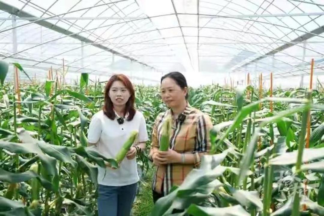 从都市丽人到农家小妹！女大学生种玉米对比照获20万赞：土地给的底气最美