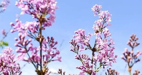 猫零食冻干的多样选择及相关问题解析