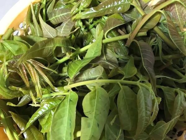 舌尖上的清明美食——香椿鱼儿