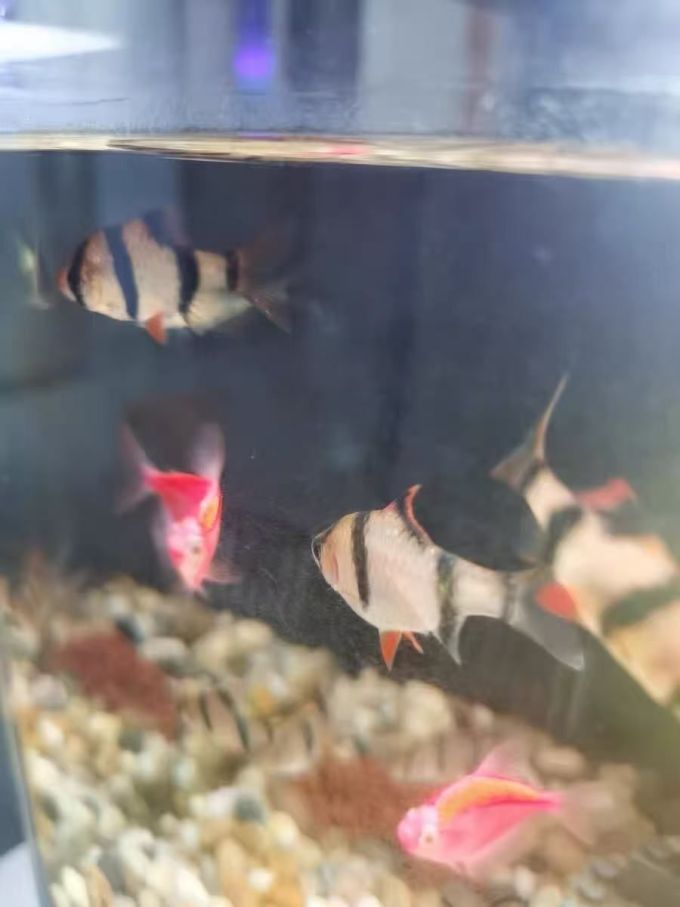 水族