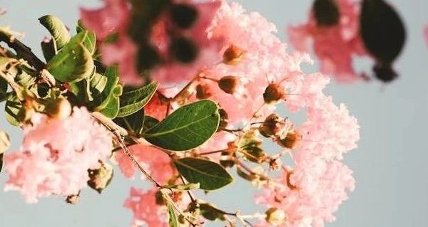 冬季必备：女士加绒加厚保暖雪地靴全解析