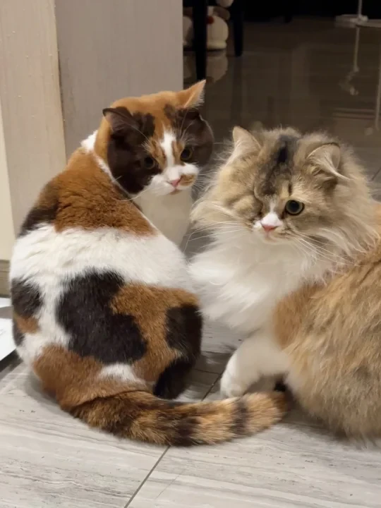 一张照片证明两只猫的关系