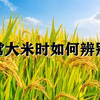 如何辨别五常大米的真伪