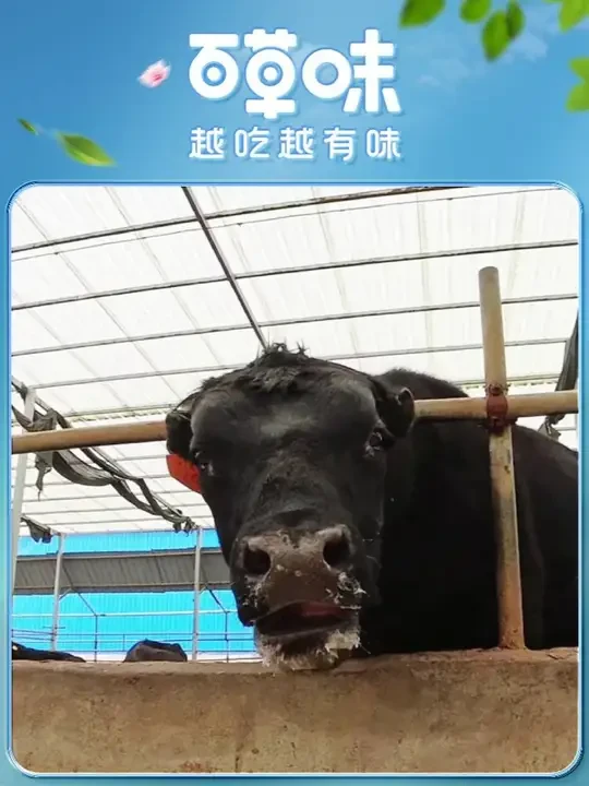 一头安格斯小黑牛，就让小伙住进了大别墅#百草味牛排脆 #百草味 #百草味安格斯牛排脆