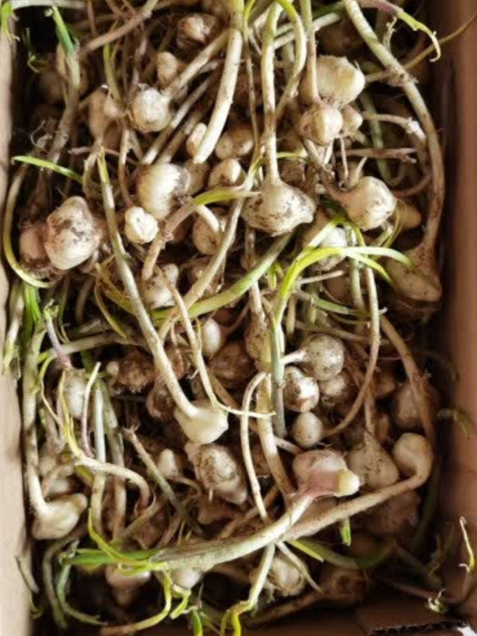 旷古农业蔬菜