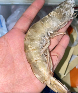 鲜京采的厄瓜多尔白虾，你尝过吗？