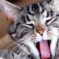 2025五大放心国产猫粮推荐