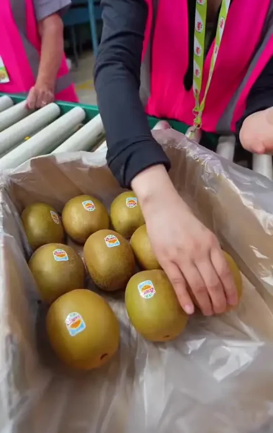 每一颗每一箱都那么大，那么饱满 #佳沛奇异果 #源头好货 #出游美味请上桌