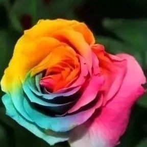 100种玫瑰品种图鉴大全，认识超过10种以上可以当“花痴”了！