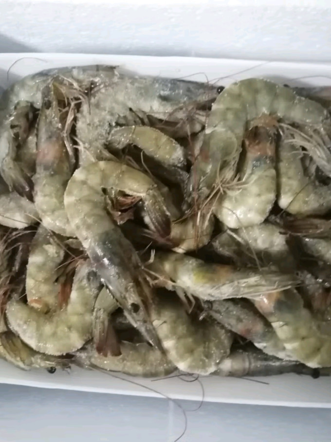 渔游记虾类