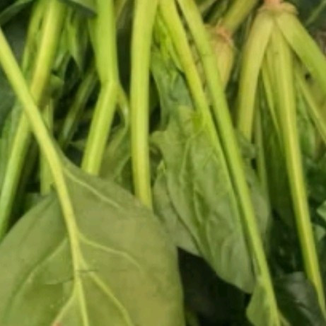 京鲜生新鲜菠菜：清明养生食补指南中的绿色宝藏🥬💖