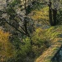 美式橄榄球球衣，科比风潮来袭？