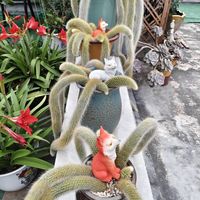 邻居阿姨的天台花园又添新成员啦！