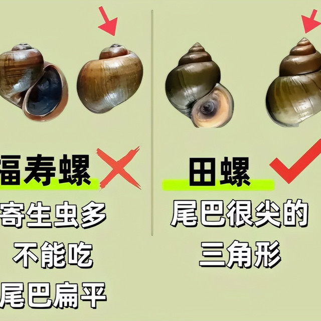 田螺VS福寿螺颗鉴别指南
