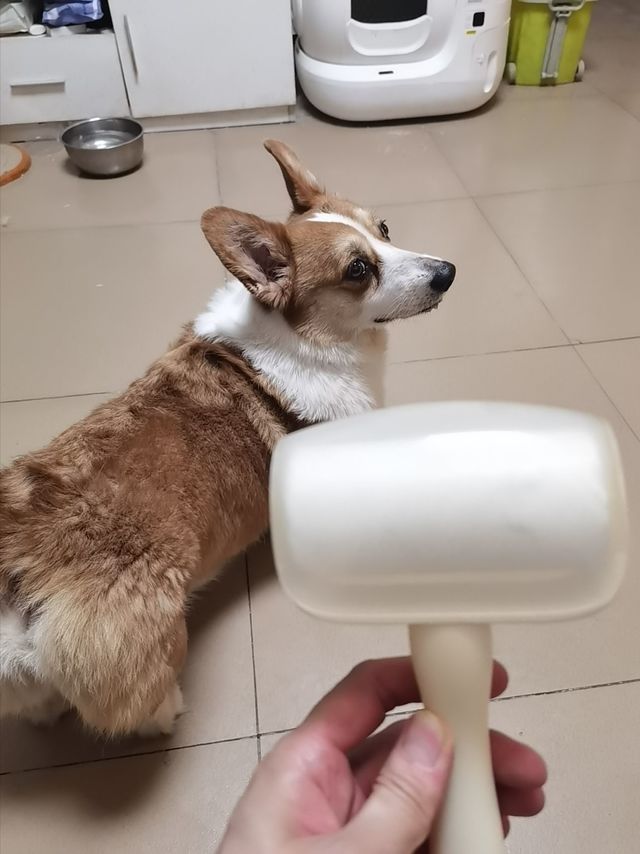 粘毛神器，轻松除毛？