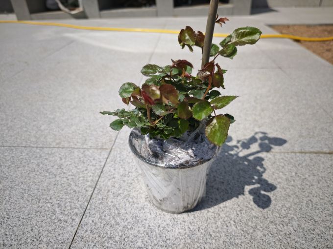 虹越鲜花