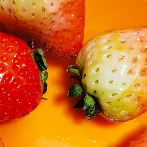 草莓——春日里的甜蜜宝藏