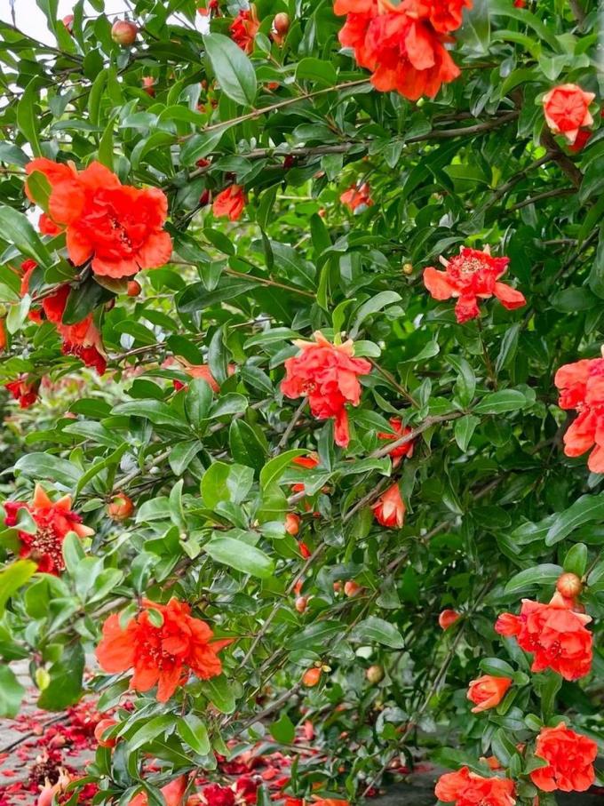 鲜花