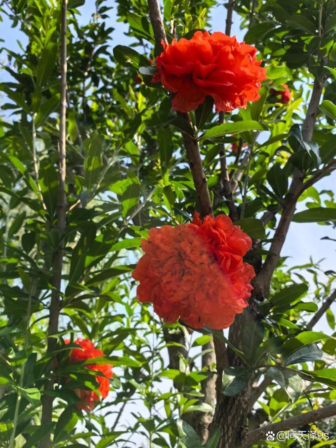鲜花