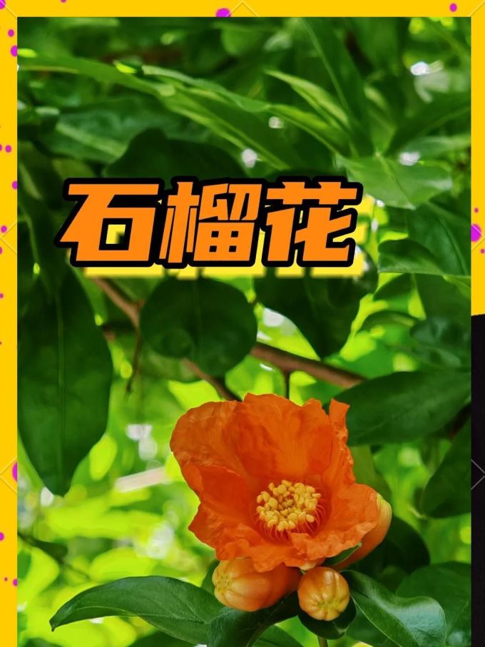 鲜花
