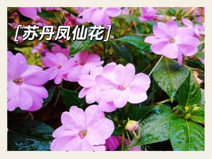 鲜花