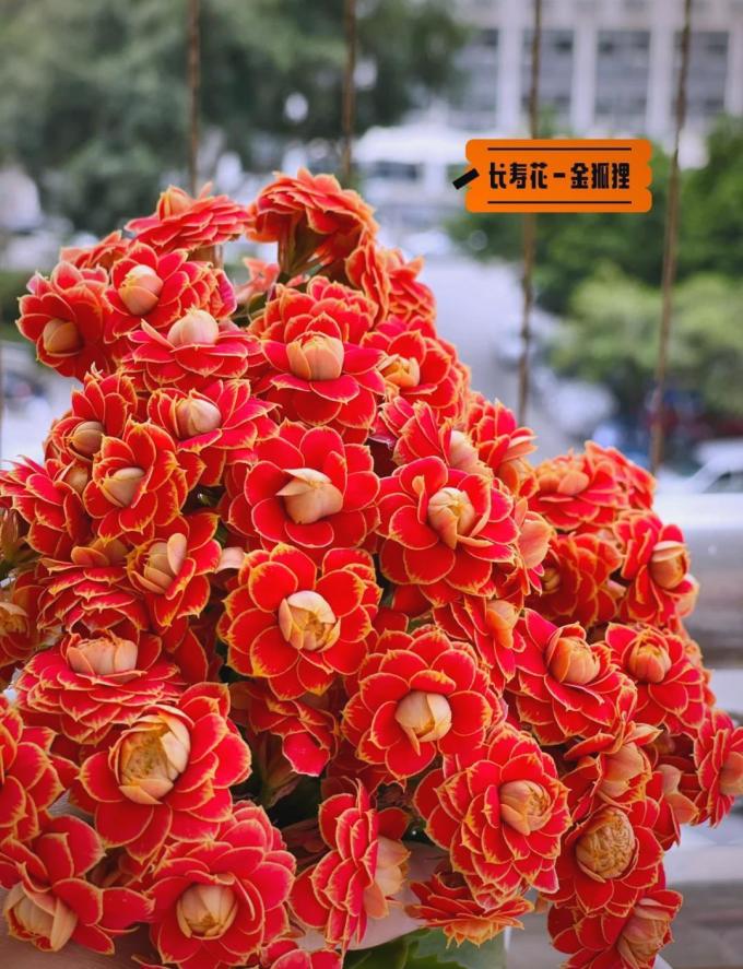 鲜花