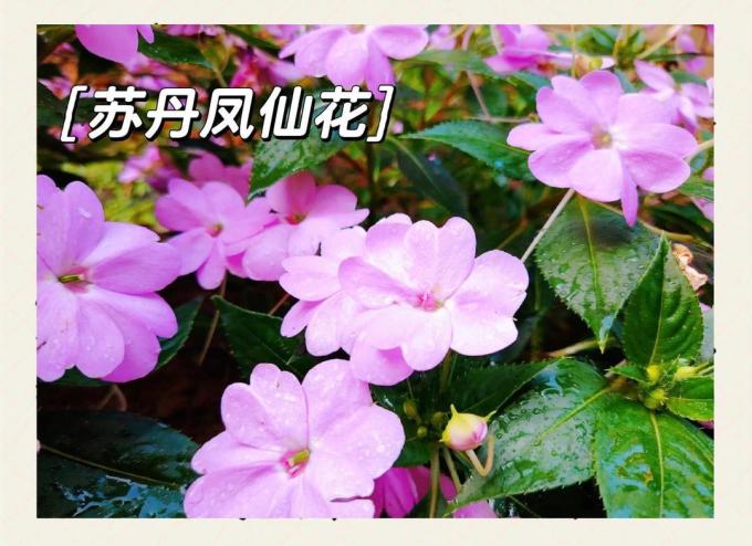 鲜花