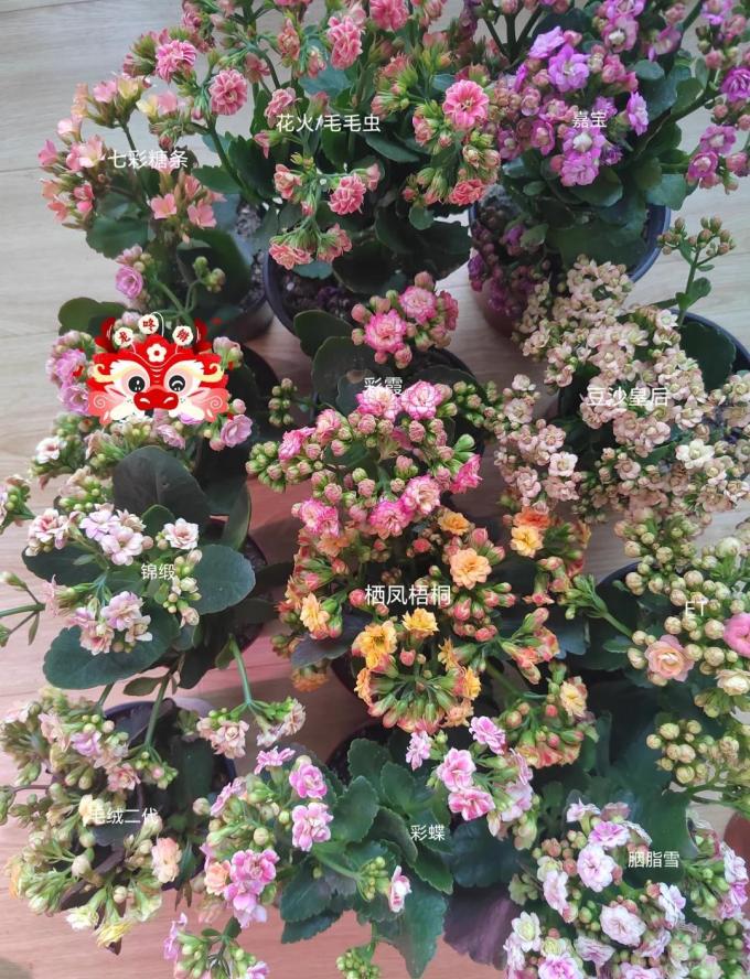 鲜花