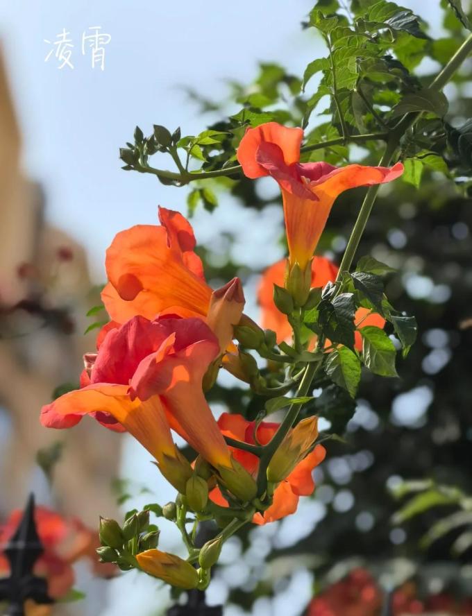 鲜花