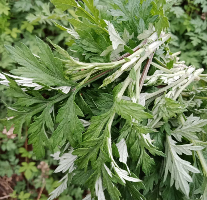 良知农哥蔬菜