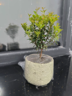四季常青的小叶赤楠！真实养护心得分享 🌿