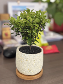 四季常青的小叶赤楠！真实养护心得分享 🌿