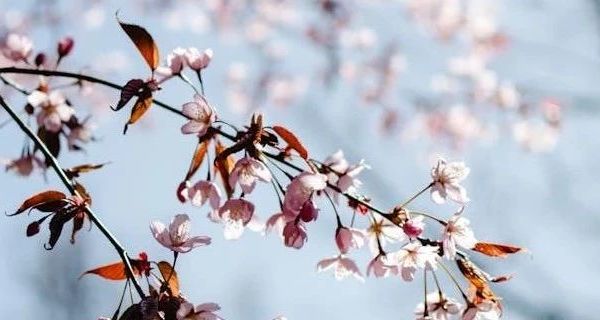 如何挑选四季通用的猫狗窝及相关常见问题解答