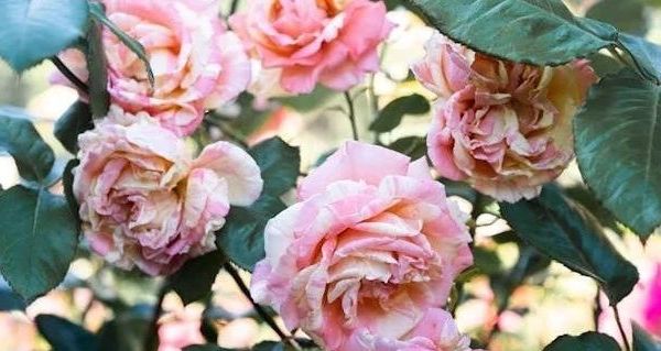 “暖冬神器”——冬季加绒加厚保暖低帮女士雪地靴，时尚与温暖的完美融合