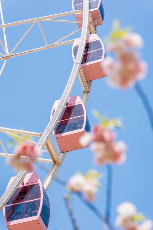 顾村公园晚樱掩映下的粉色摩天轮🎡