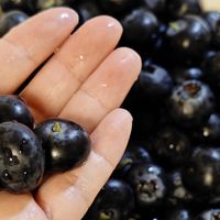 适合春天吃的几种小众水果