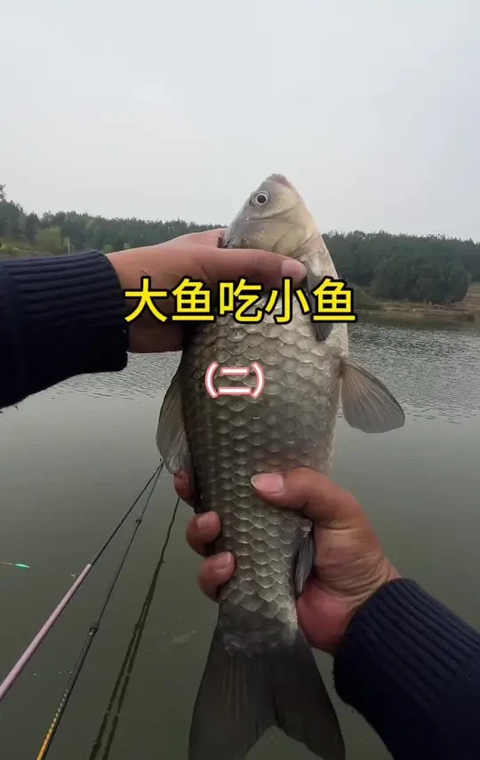 大鱼吃小鱼 小鱼吃虾米 虾米吃泥巴2 #春天总要出门钓一次鱼吧 #我的钓鱼日记 #中逵小师达 #中逵钓鱼王30周年正青春 #老坛甜薯 @中逵创始人