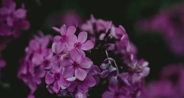 猫薄荷是什么？HOOPET巨型猫薄荷球好用吗？一文全知晓