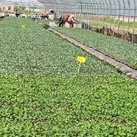 带大家看看我们村里的苗圃之：菜苔、西兰花苗圃