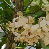 带大家看看我们村里的苗圃之：柚子树苗圃，好香好香