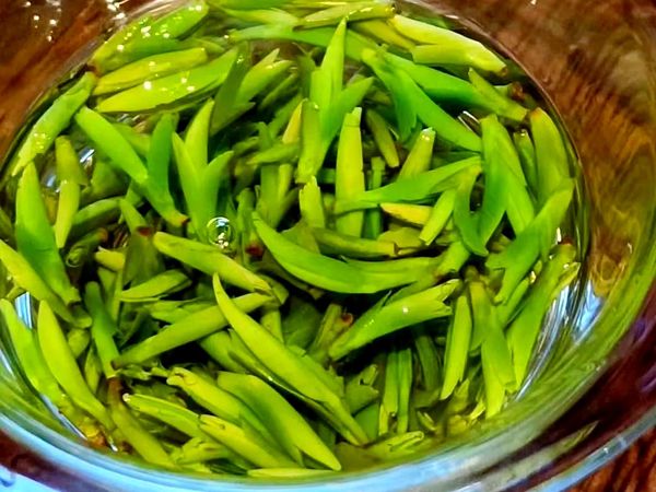 龙井与乌牛早，你能分清吗？