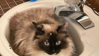 国产主食猫罐头哪个比较好？希喂、红狗、珩盛猫罐头测评实力品牌