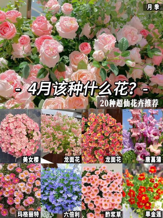 4月该抓紧时间种花啦！阳台一年四季可赏花